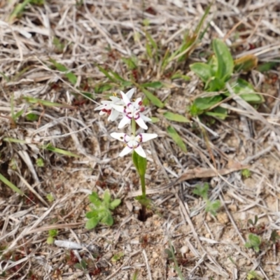 Wurmbea dioica subsp. dioica (Early Nancy) at Stromlo, ACT - 22 Sep 2018 by JimL