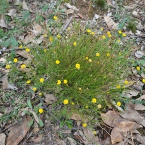 Calotis lappulacea at Deakin, ACT - 24 Mar 2019 03:55 PM