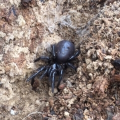 Hadronyche sp. (genus) (A funnel web) at Mount Clear, ACT - 23 Mar 2019 by AndrewCB