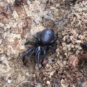 Hexathelidae (family) at Mount Clear, ACT - 23 Mar 2019