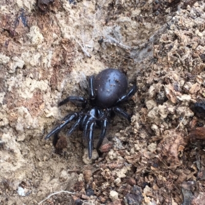 Hadronyche sp. (genus) (A funnel web) at Mount Clear, ACT - 23 Mar 2019 by AndrewCB