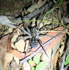 Tasmanicosa godeffroyi (Garden Wolf Spider) at Mount Clear, ACT - 23 Mar 2019 by AndrewCB