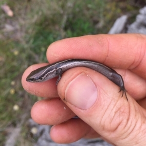 Acritoscincus duperreyi at Mount Clear, ACT - 23 Mar 2019 04:21 PM