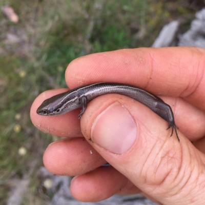Acritoscincus duperreyi (Eastern Three-lined Skink) at Mount Clear, ACT - 23 Mar 2019 by AndrewCB