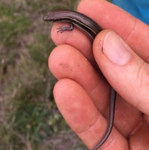 Acritoscincus duperreyi at Mount Clear, ACT - 23 Mar 2019 04:21 PM