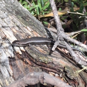 Pseudemoia entrecasteauxii at Mount Clear, ACT - 24 Mar 2019