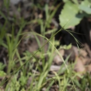 Microlaena stipoides at Michelago, NSW - 12 Jan 2019