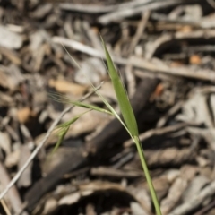 Microlaena stipoides at Michelago, NSW - 12 Jan 2019