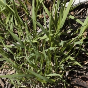 Microlaena stipoides at Michelago, NSW - 12 Jan 2019