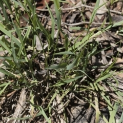 Microlaena stipoides at Michelago, NSW - 12 Jan 2019