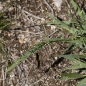 Panicum effusum at Michelago, NSW - 12 Jan 2019