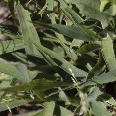 Panicum effusum at Michelago, NSW - 12 Jan 2019