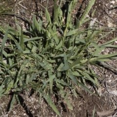 Panicum effusum at Michelago, NSW - 12 Jan 2019