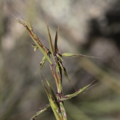 Cymbopogon refractus (Barbed-wire Grass) at Michelago, NSW - 12 Jan 2019 by Illilanga