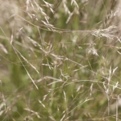 Lachnagrostis filiformis (Blown Grass) at Michelago, NSW - 3 Dec 2018 by Illilanga