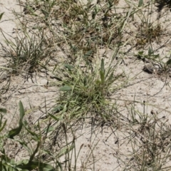 Lachnagrostis filiformis at Michelago, NSW - 3 Dec 2018