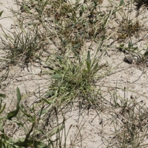 Lachnagrostis filiformis at Michelago, NSW - 3 Dec 2018