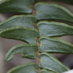 Pellaea calidirupium at Illilanga & Baroona - 17 Mar 2019 11:45 AM