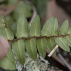 Pellaea calidirupium at Illilanga & Baroona - 17 Mar 2019 11:45 AM