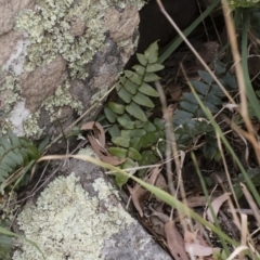 Pellaea calidirupium at Illilanga & Baroona - 17 Mar 2019 11:45 AM