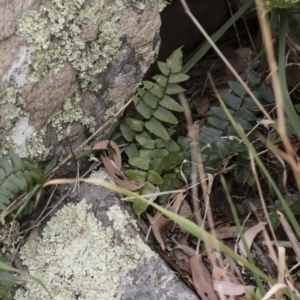 Pellaea calidirupium at Illilanga & Baroona - 17 Mar 2019