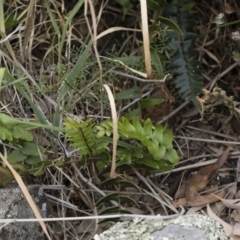 Pellaea calidirupium at Illilanga & Baroona - 17 Mar 2019 11:45 AM