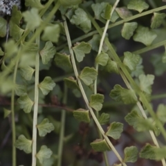 Asplenium flabellifolium at Illilanga & Baroona - 17 Mar 2019 11:45 AM