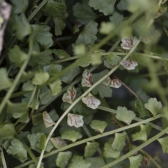 Asplenium flabellifolium at Illilanga & Baroona - 17 Mar 2019 11:45 AM