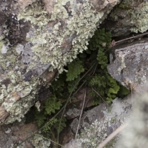 Asplenium subglandulosum at Illilanga & Baroona - 17 Mar 2019