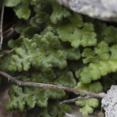 Asplenium subglandulosum at Illilanga & Baroona - 17 Mar 2019