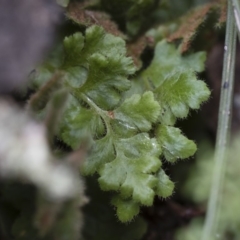 Asplenium subglandulosum at Illilanga & Baroona - 17 Mar 2019