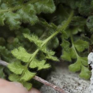 Asplenium subglandulosum at Illilanga & Baroona - 17 Mar 2019