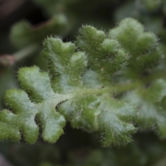 Asplenium subglandulosum at Illilanga & Baroona - 17 Mar 2019