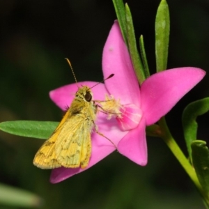 Ocybadistes walkeri at Acton, ACT - 17 Mar 2019 01:07 PM