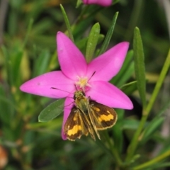 Ocybadistes walkeri at Acton, ACT - 17 Mar 2019