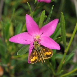 Ocybadistes walkeri at Acton, ACT - 17 Mar 2019 01:07 PM