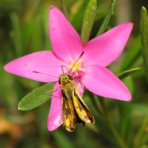 Ocybadistes walkeri at Acton, ACT - 17 Mar 2019