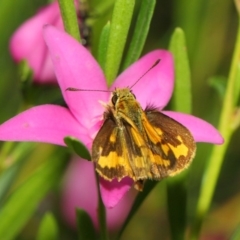 Ocybadistes walkeri at Acton, ACT - 17 Mar 2019 01:07 PM