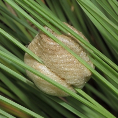 Mantidae - egg case (family) (Egg case of praying mantis) at Acton, ACT - 18 Mar 2019 by TimL