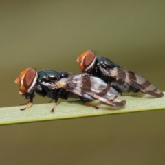 Lenophila achilles (Spider mimicking signal fly) at Acton, ACT - 17 Mar 2019 by TimL