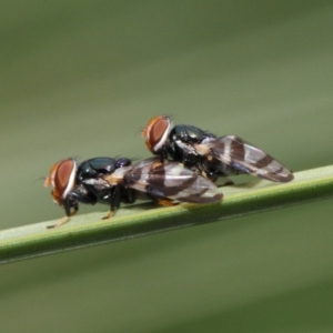 Lenophila achilles at Acton, ACT - 17 Mar 2019