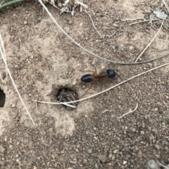 Camponotus consobrinus (Banded sugar ant) at Griffith, ACT - 25 Mar 2019 by ianandlibby1