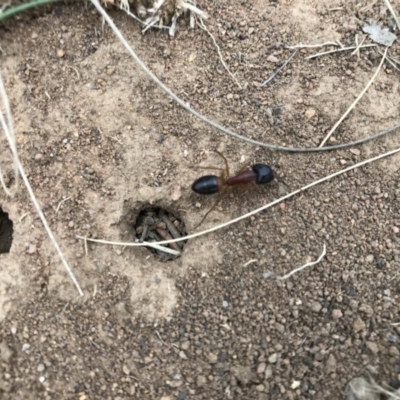 Camponotus consobrinus (Banded sugar ant) at Griffith, ACT - 24 Mar 2019 by ianandlibby1