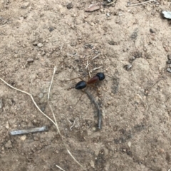 Camponotus consobrinus at Griffith, ACT - 25 Mar 2019 12:00 AM