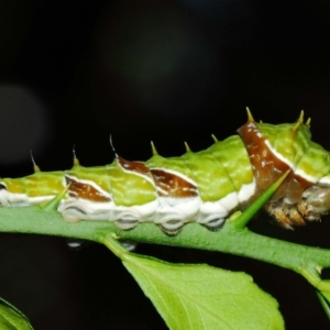 Papilio aegeus at Acton, ACT - 20 Mar 2019