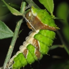 Papilio aegeus at Acton, ACT - 20 Mar 2019