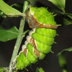 Papilio aegeus at Acton, ACT - 20 Mar 2019