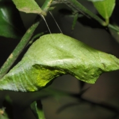 Papilio aegeus at Acton, ACT - 20 Mar 2019