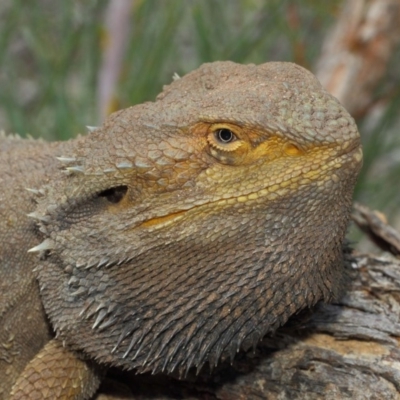 Pogona barbata (Eastern Bearded Dragon) at ANBG - 17 Mar 2019 by TimL