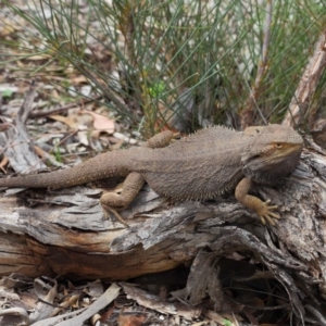 Pogona barbata at Hackett, ACT - suppressed